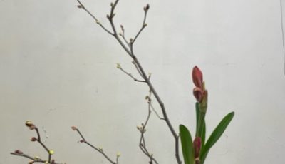 2023/2/7　アマリリスは盛花では様式の約束事のある花