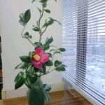 2015/1/29　いけばな　椿　一種生け　