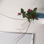 2019/12/18　小豆柳…この姿は、アンコの小豆そっくり