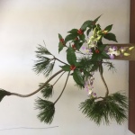 2019/12/26　お正月に使う松は、 若松  三光松  大王松 五葉松 根引松　が主なものです