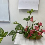 2021/1/22　カットを上手にするとステキです