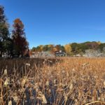 2024/12/12 上野公園のソメイヨシノの原木