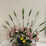 2025/2/8麦の間隔が同じになると見た目がキレイ