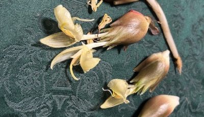 2025/8/6　茗荷(みょうか)の花