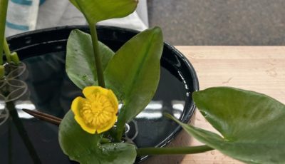 2025/8/1　河骨(こうほね)を学びました