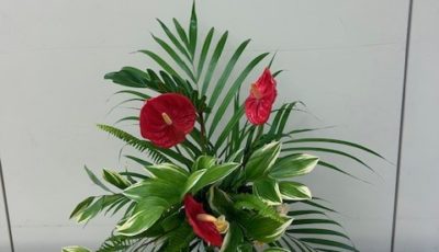 2025/8/12　緑の中から飛び出して来るイメージ