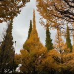 2025/11/21 銀杏の木