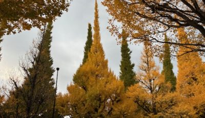 2025/11/21 銀杏の木