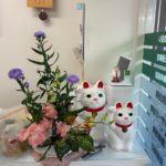 2025/12/8　孔雀草の八重の紫が綺麗