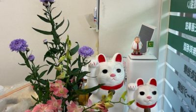 2025/12/8　孔雀草の八重の紫が綺麗