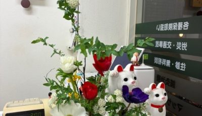 2026/1/27　アネモネが開くと大きくなります