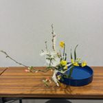 2026/2/24　木瓜、黄水仙、晒し山した