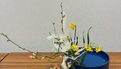 2026/2/24　木瓜、黄水仙、晒し山した